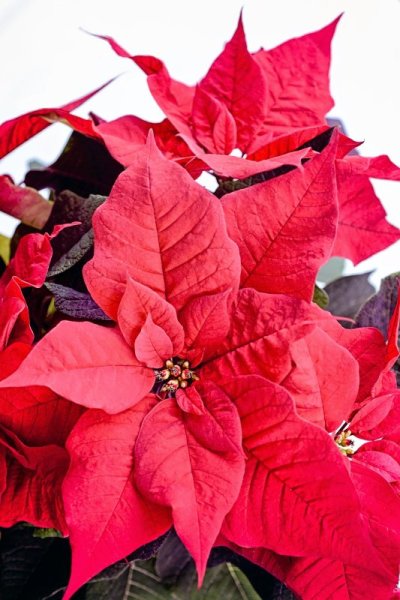 Пуансеттия Вариегата