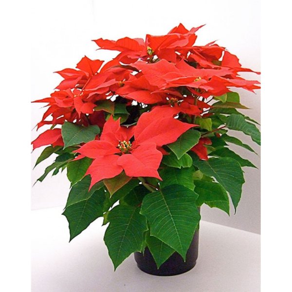 Пуансеттия цветок