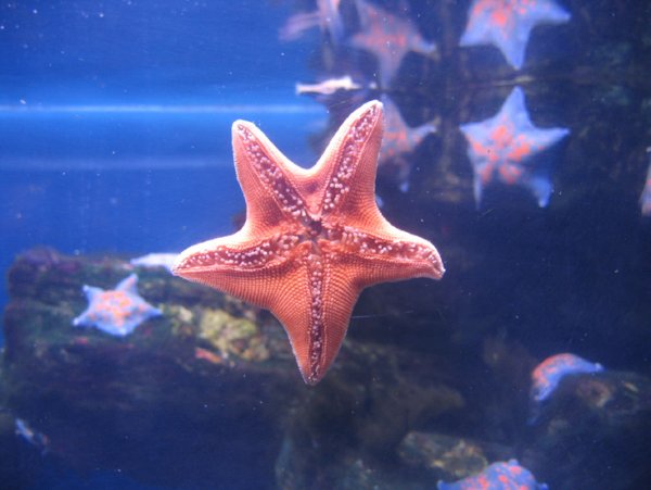 Большая морская звезда