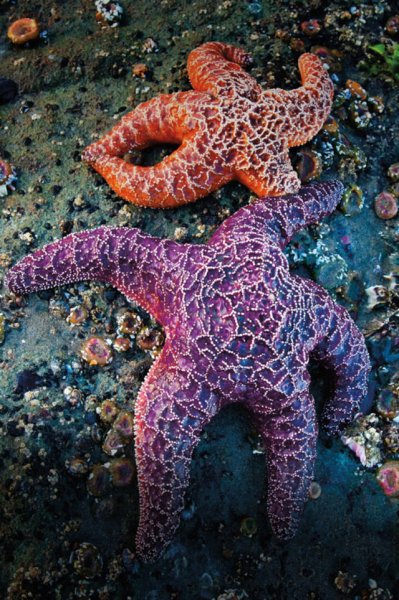 Самые большие морские звезды