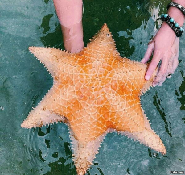 Шестилучевая морская звезда