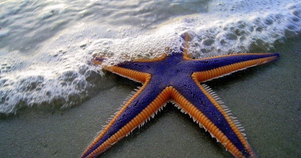 Шестилучевая морская звезда