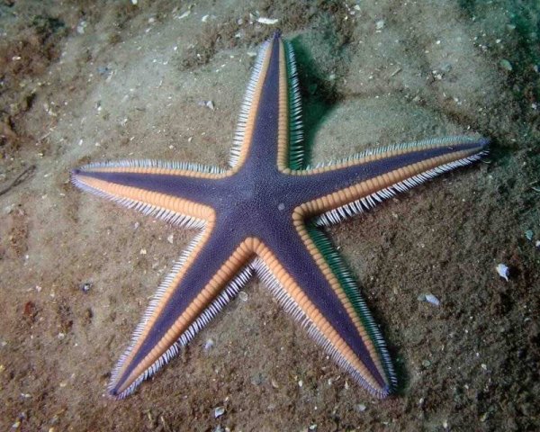 Огромная морская звезда