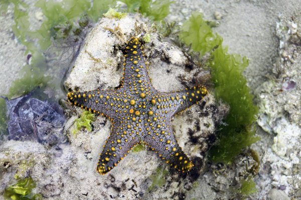 Астериас Рубенс морская звезда