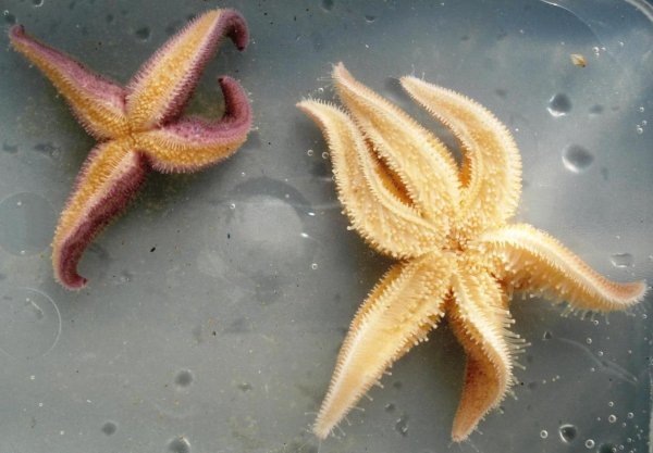 Бентос морская звезда