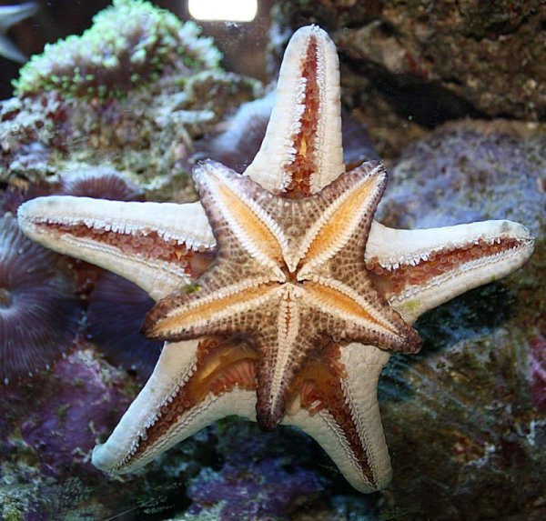 Семиконечная морская звезда
