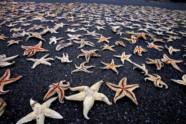 Присоски морской звезды