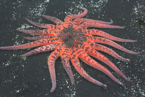 Морская звезда сухая