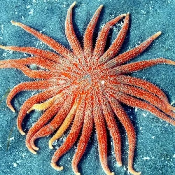 Морская звезда Lunckia Columbiae