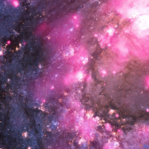 Розовый космос