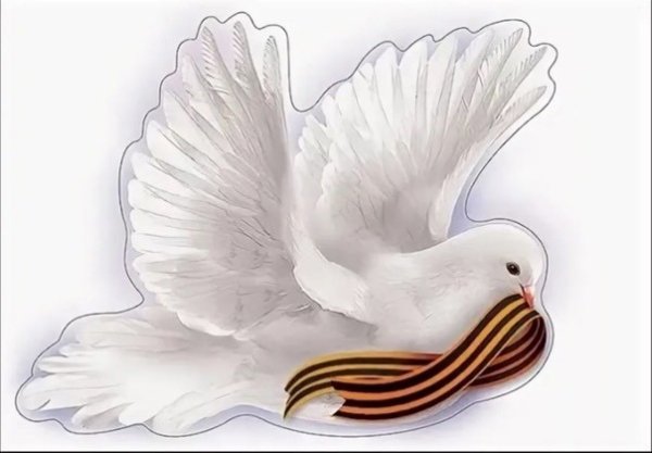Голубь с георгиевской лентой