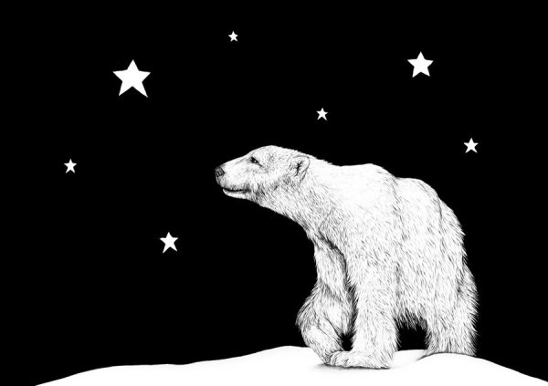 Белый медведь карандашом