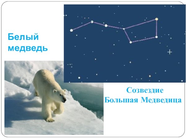 Созвездие белой медведицы