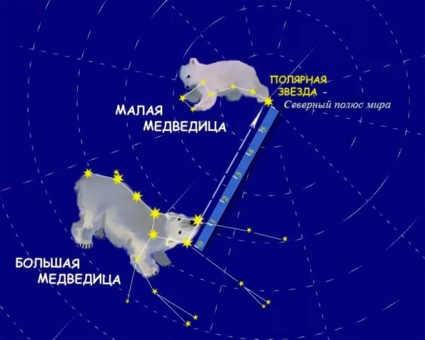 Небесные медведицы