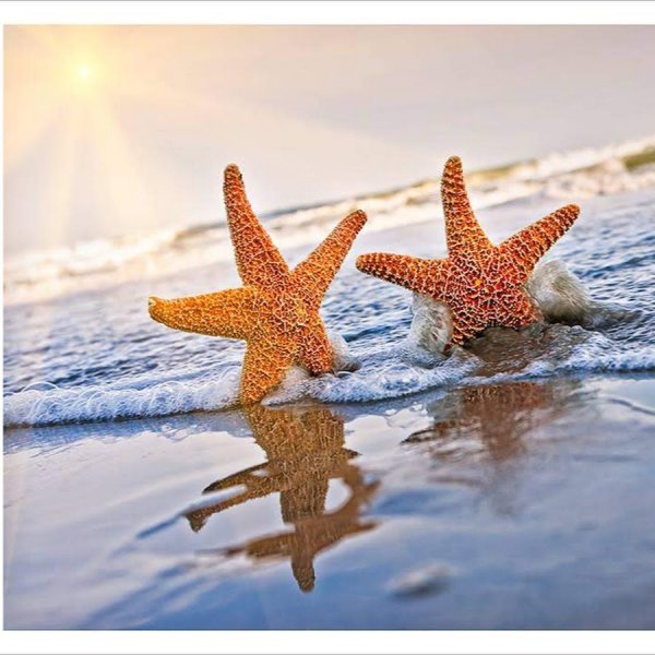 Две морские звезды