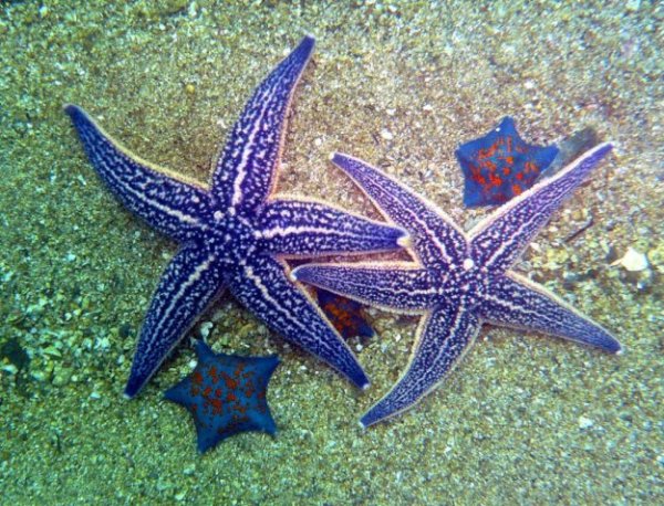 Солястер морская звезда