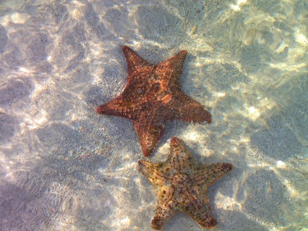 2 Морские звезды