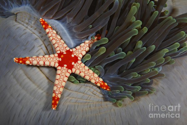 Солястер морская звезда