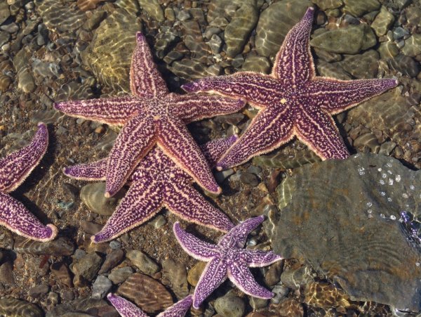 Морская звезда Lunckia Columbiae