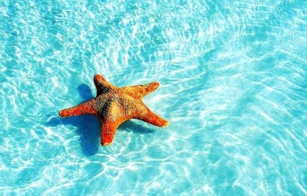 Танзания Занзибар морские звезды