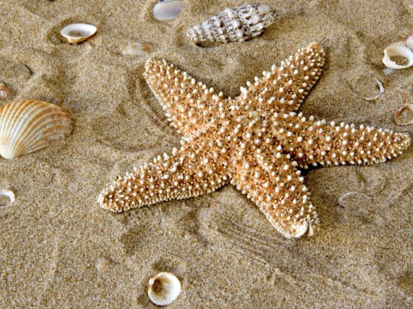 Морская звезда Lunckia Columbiae