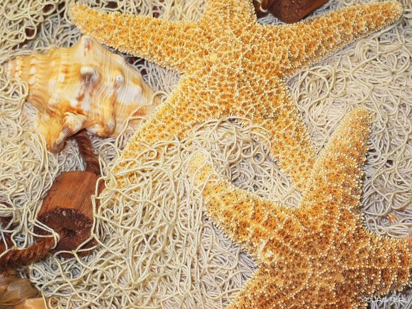 Пляж морских звезд — бока дель Драго