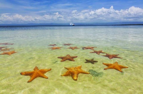 Королевская морская звезда