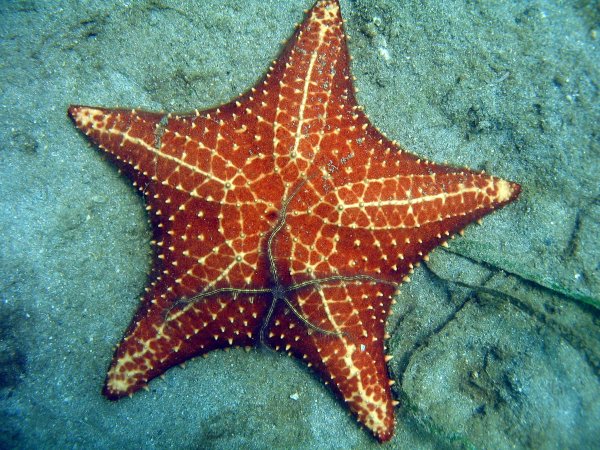 Морская звезда Lunckia Columbiae