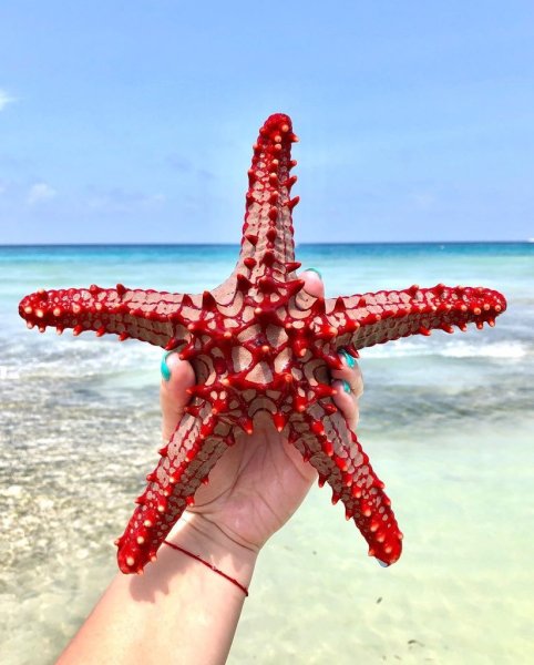 Маленькая морская звезда