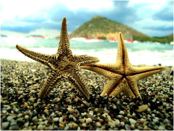 Морская звезда / Starfish (2018)