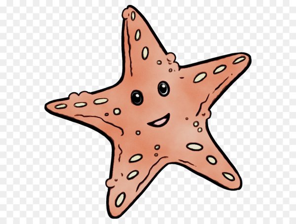 Морская звезда рисунок