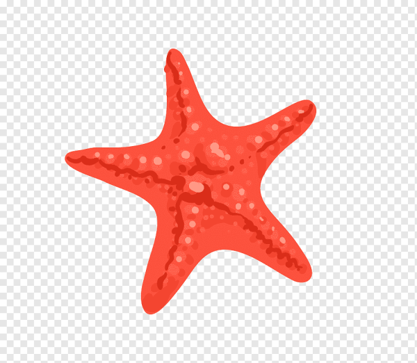 Морская звезда вектор
