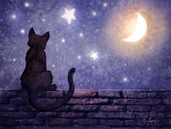Кот и звездное небо