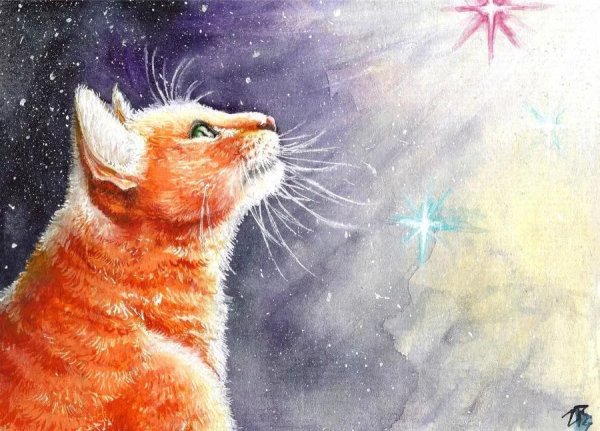 Ночные котики