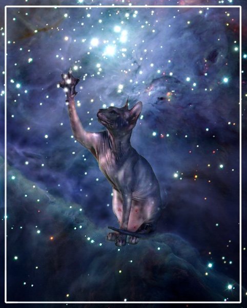 Коты на крыше ночью