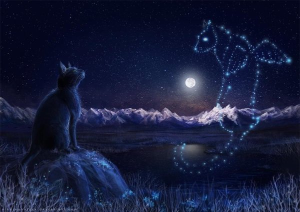 Коты и звезды