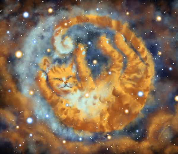 Кот и звездное небо