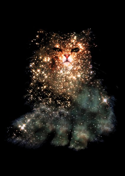 Картина Звездный кот