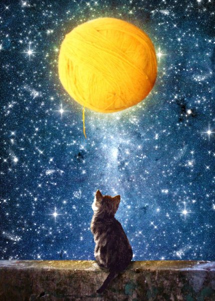 Лиса и звездное небо