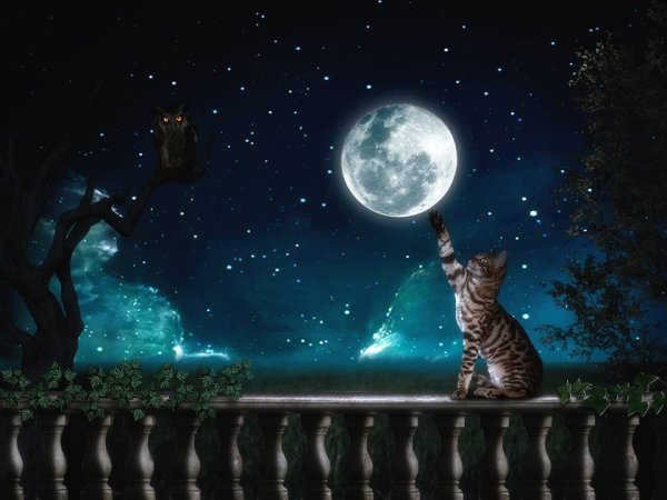 Коты Воители синяя звезда тонет