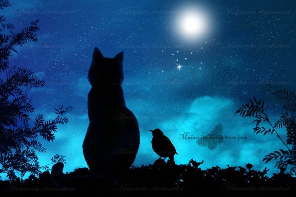 Черная кошка ночью