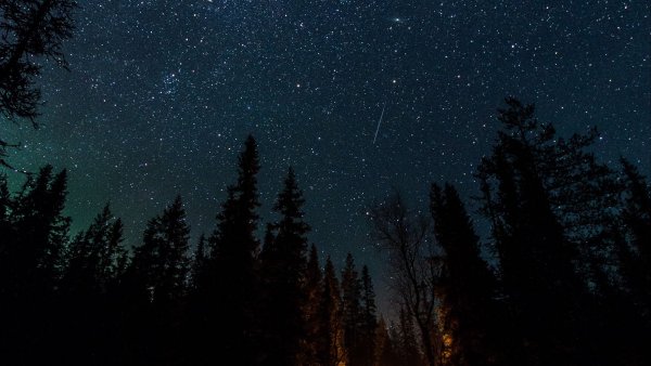 Ночной лес со звездами