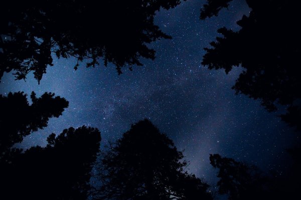 Ночь лес звезды