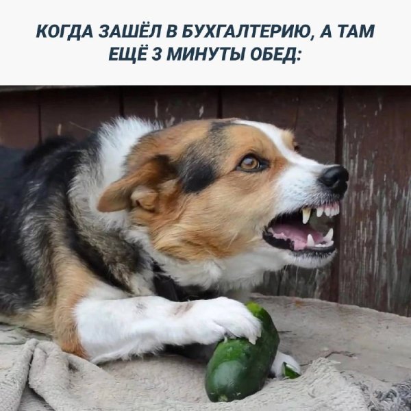 Смешные Стикеры