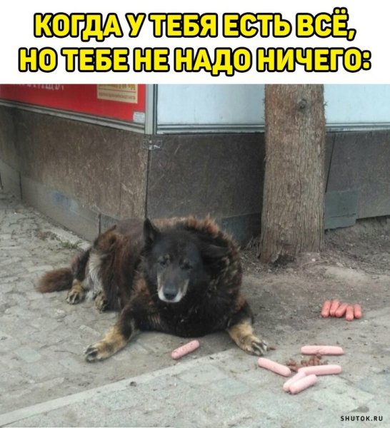 Смешные картинки снадпясями