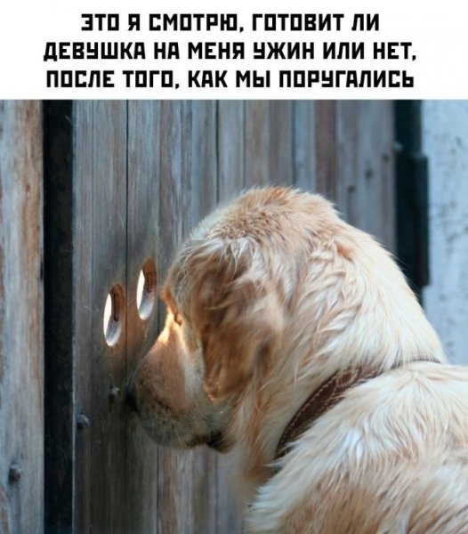 Хозяин говорит он не кусается а я укусил