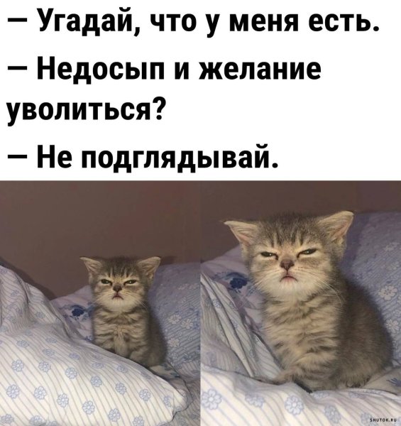 Собаки приколы с надписями