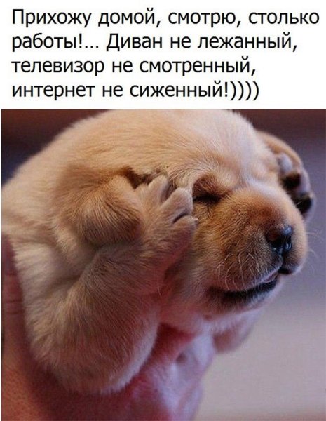 Анекдоты про кошек