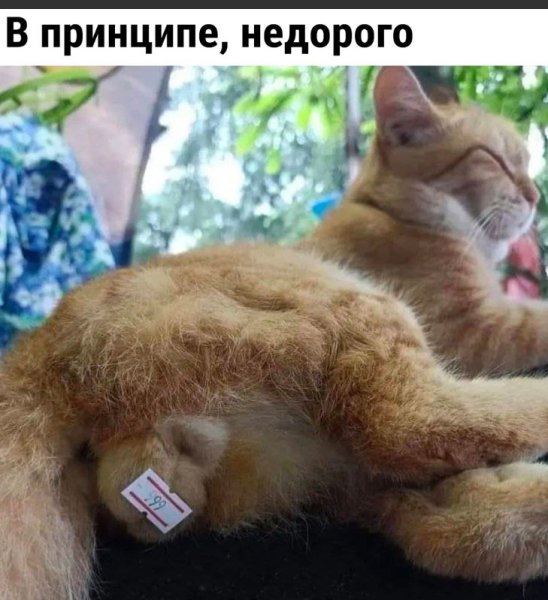 Вредина моя любимая