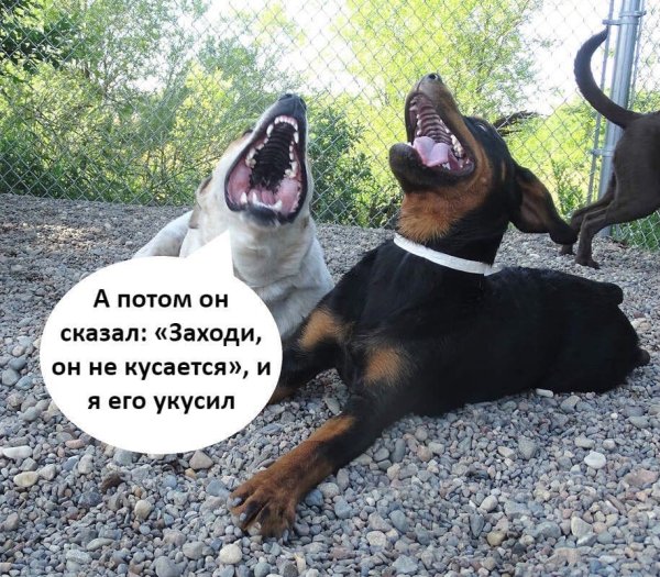 Смешные мемы